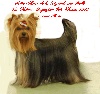  - Fiere Allure classée  Vos Chien  top chien 2012