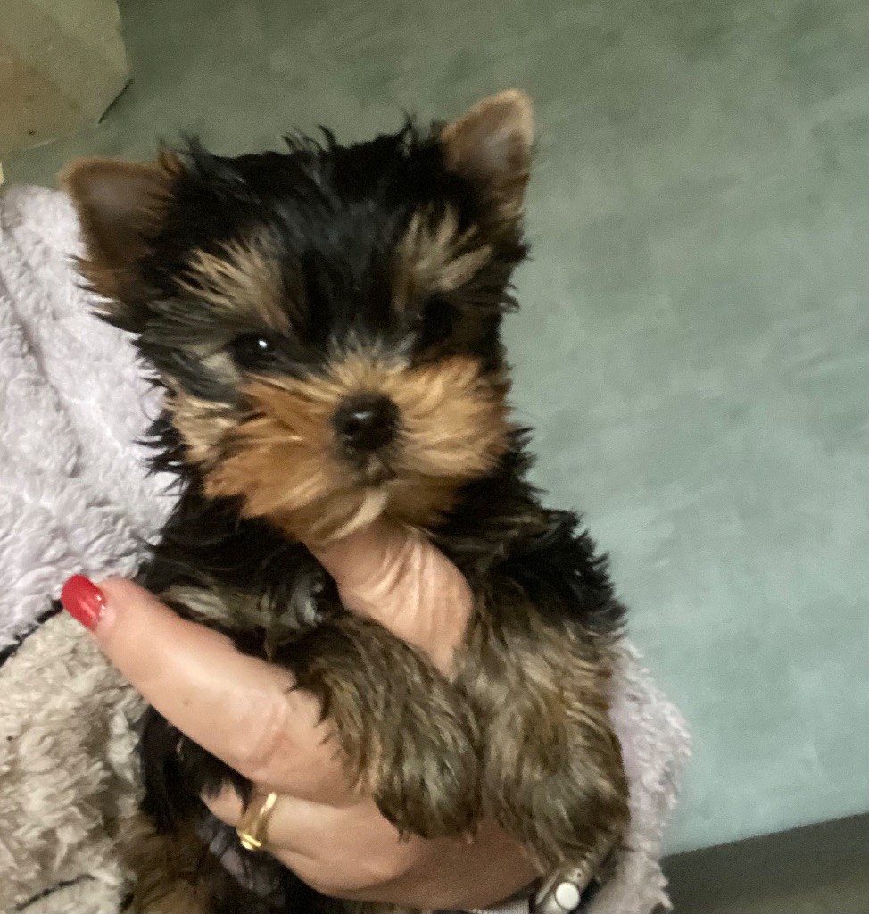 de la légende des trolls - Chiot disponible  - Yorkshire Terrier