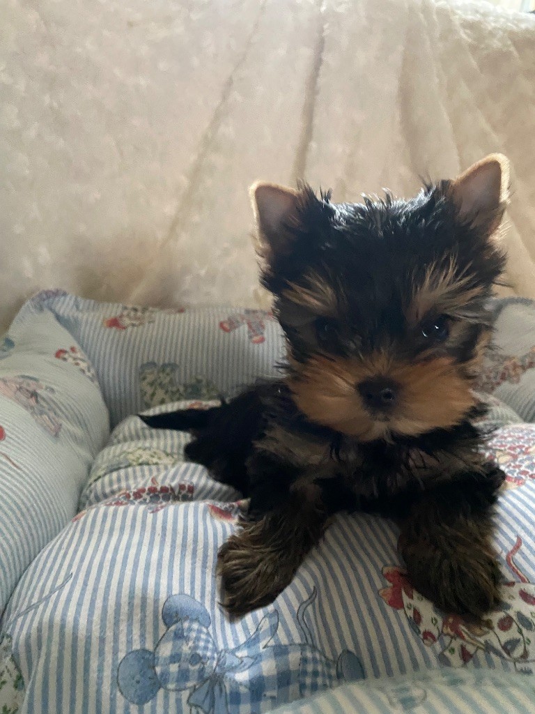 de la légende des trolls - Chiot disponible  - Yorkshire Terrier