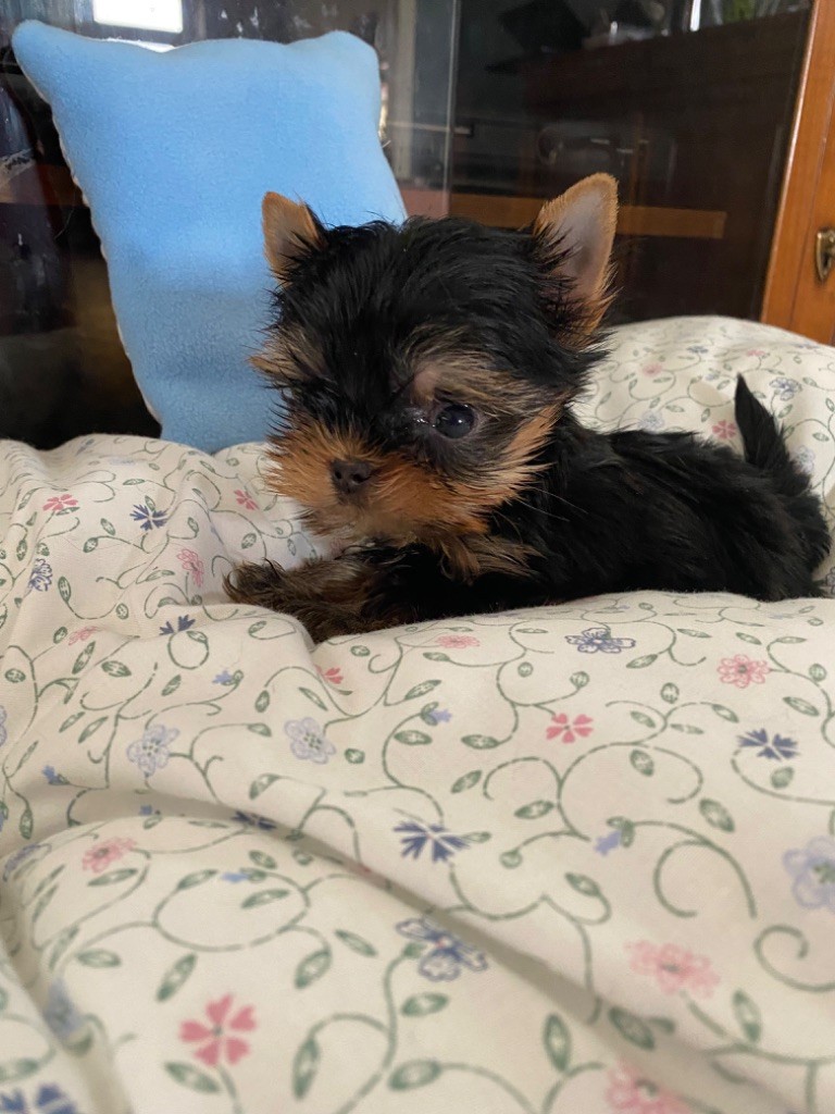 de la légende des trolls - Chiot disponible  - Yorkshire Terrier