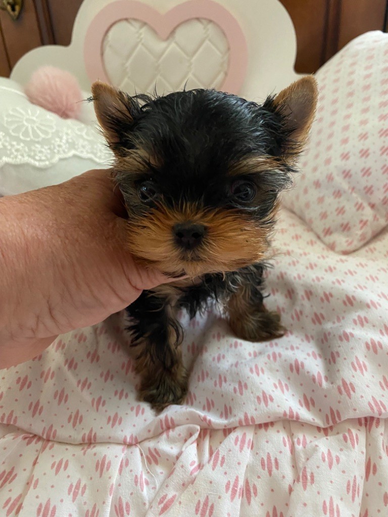 de la légende des trolls - Chiot disponible  - Yorkshire Terrier