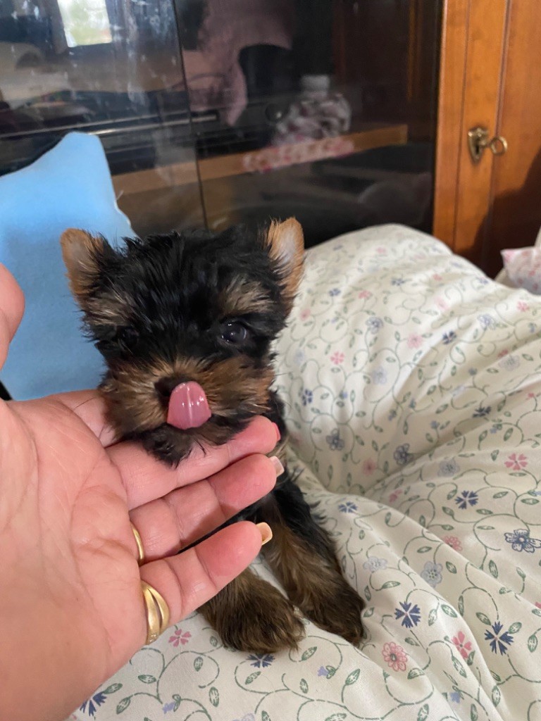 de la légende des trolls - Chiot disponible  - Yorkshire Terrier