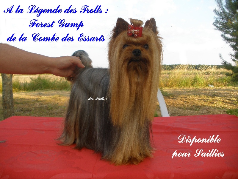 Forest gump De la combe des essarts