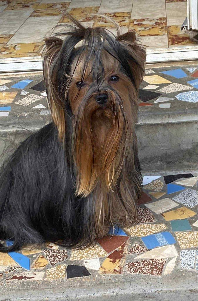 Swiffer de la légende des trolls