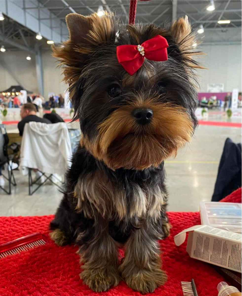 Velvet sweet boy de l'Eden Royal