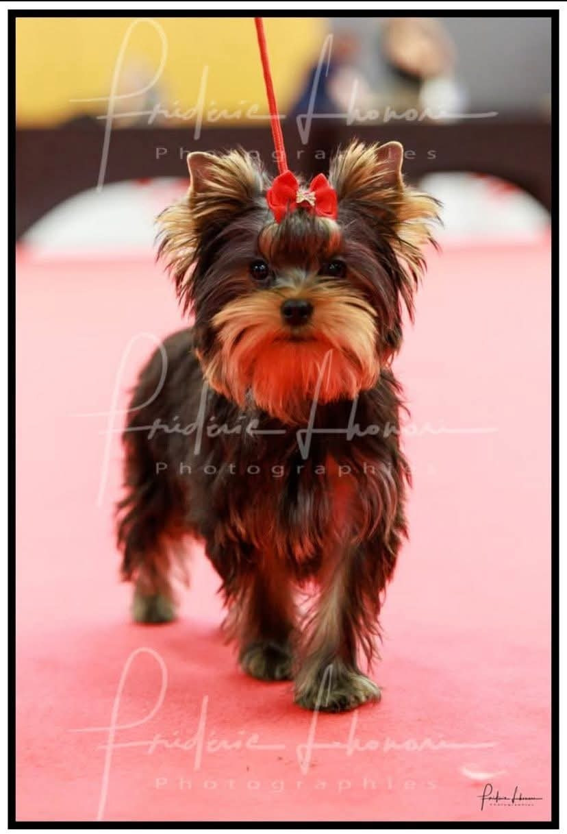 Adess de la légende des trolls