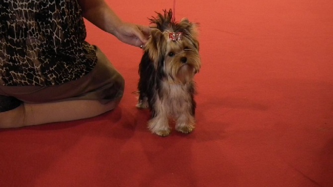 de la légende des trolls - National d elevage 2015 LYLY ROSE De La Légende Des Trolls
