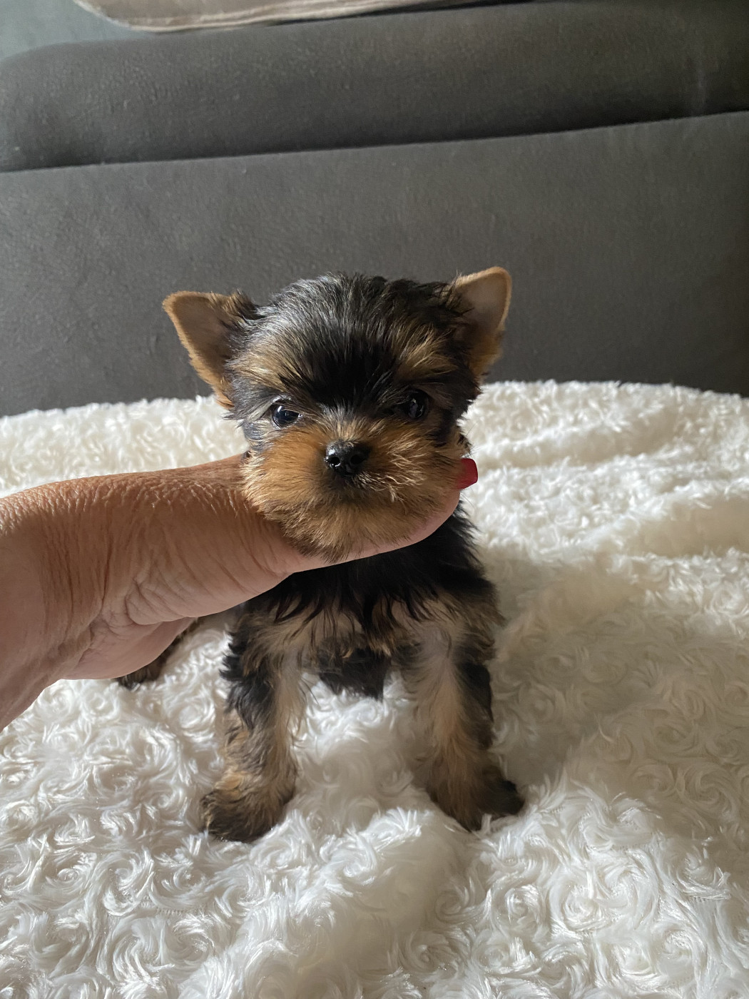 de la légende des trolls - Chiots disponibles - Yorkshire Terrier