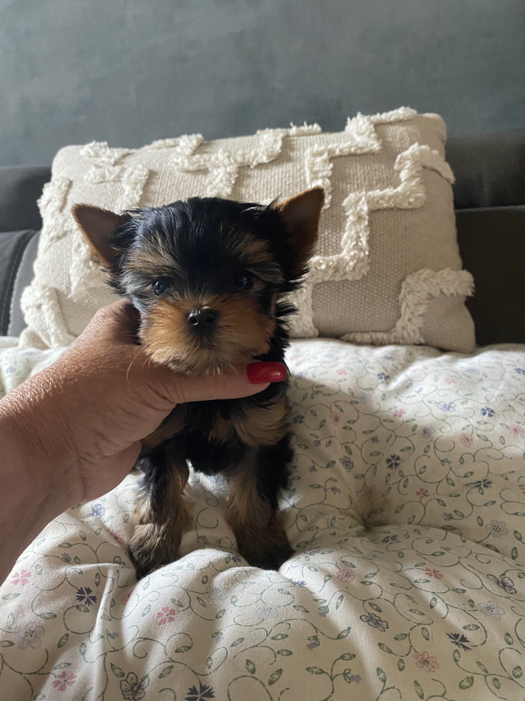 de la légende des trolls - Chiots disponibles - Yorkshire Terrier