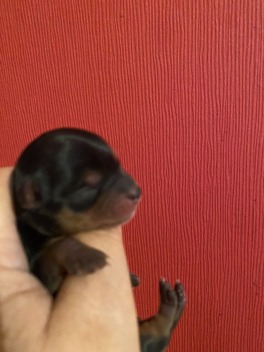 de la légende des trolls - Chiots disponibles - Yorkshire Terrier