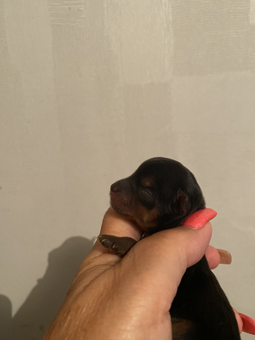 de la légende des trolls - Chiots disponibles - Yorkshire Terrier
