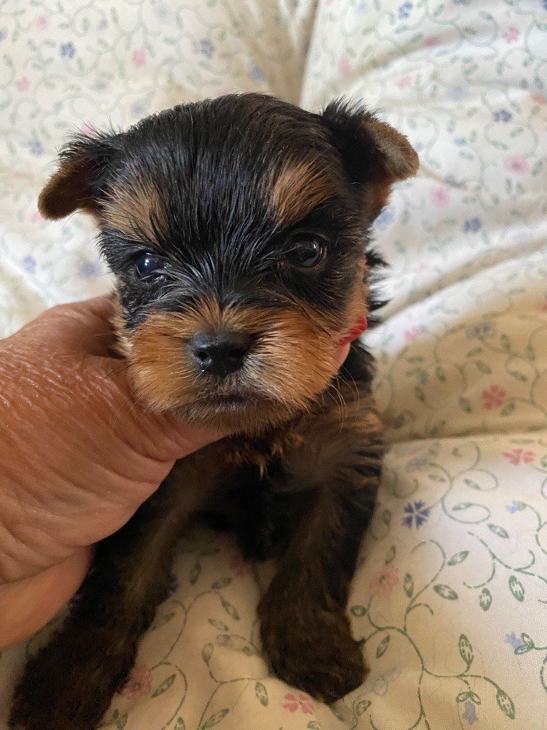 de la légende des trolls - Chiots disponibles - Yorkshire Terrier