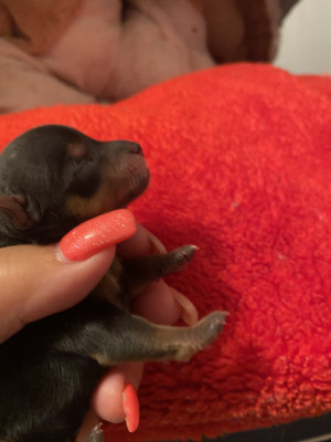 Chiot N°3