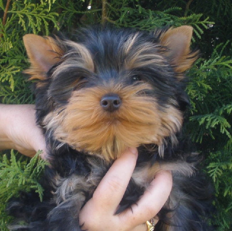 de la légende des trolls - Yorkshire Terrier - Portée née le 10/12/2011