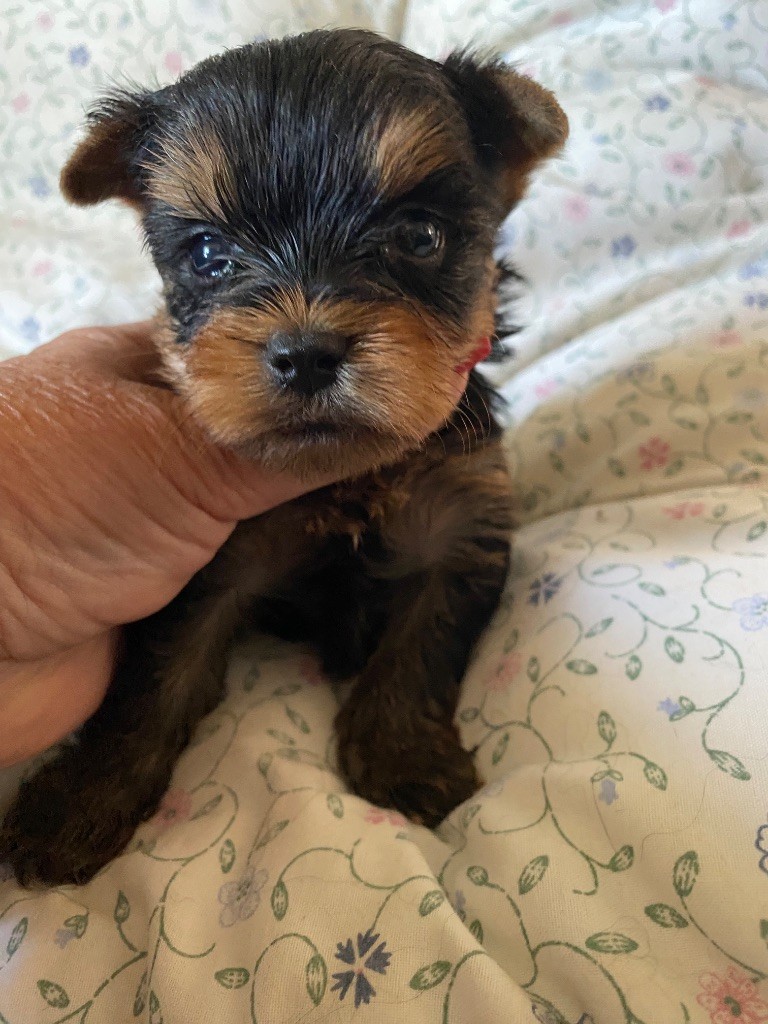 de la légende des trolls - Chiots disponibles - Yorkshire Terrier