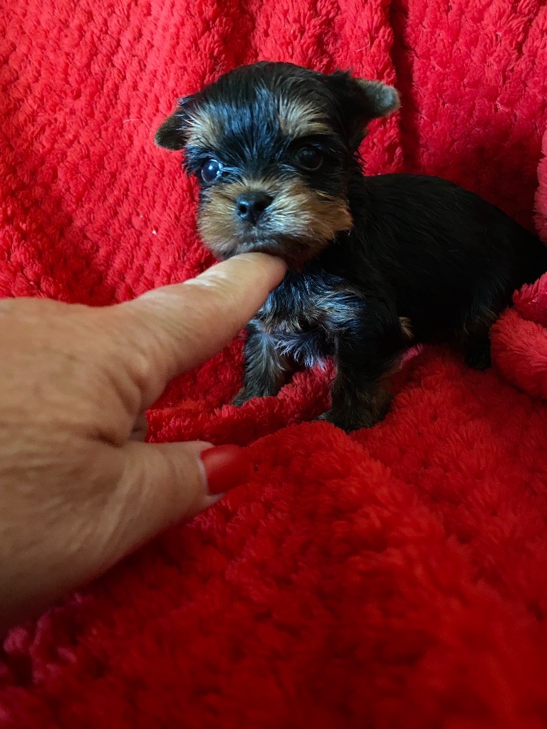 de la légende des trolls - Chiots disponibles - Yorkshire Terrier
